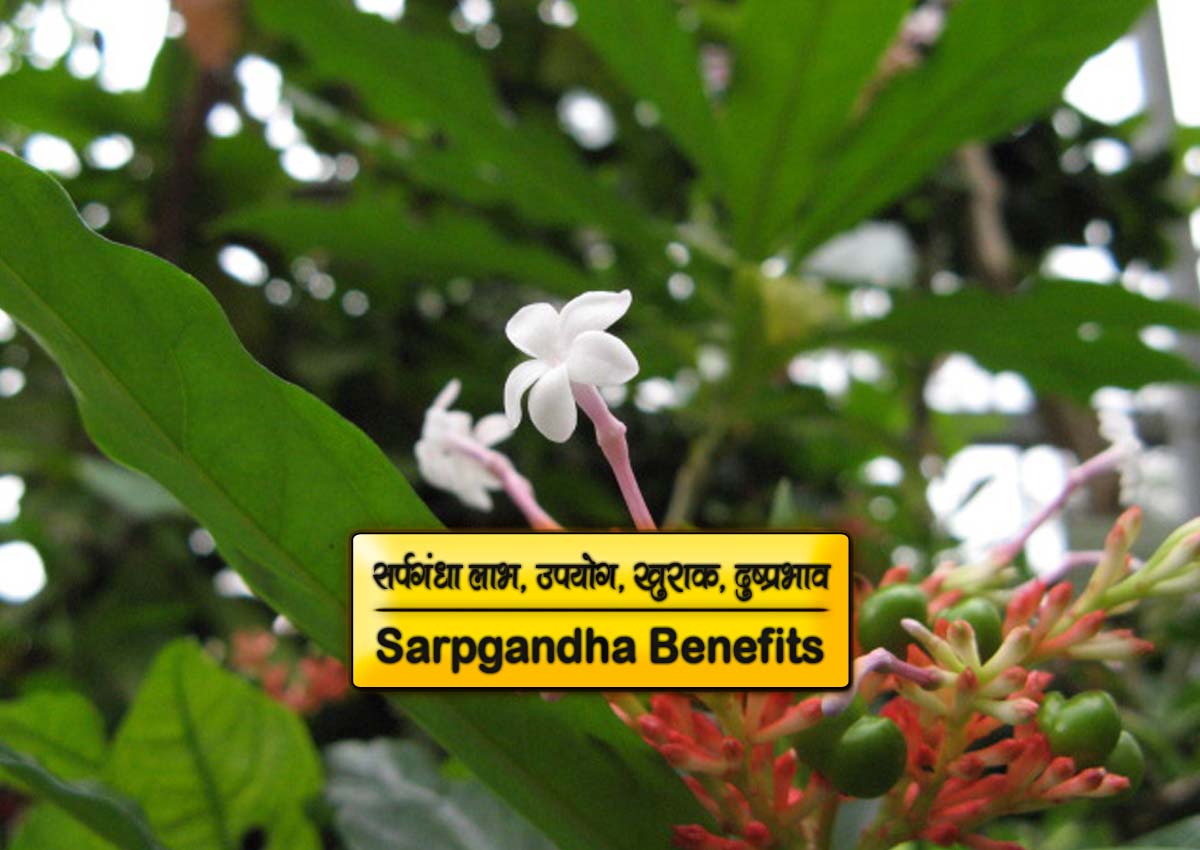 sarpgandha benefits